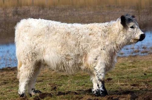 Galloway Cattle