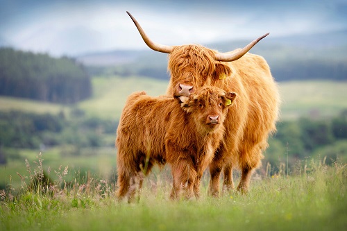 Highland Cattle