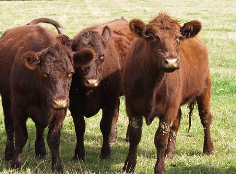 Lincoln Red Cattle