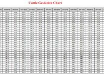 Cattle Gestation Calculator & Chart