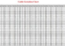 Cattle Gestation Calculator & Chart