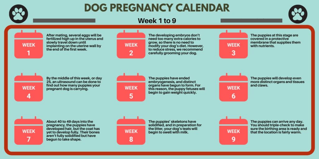 Dog Pregnancy Calendar
