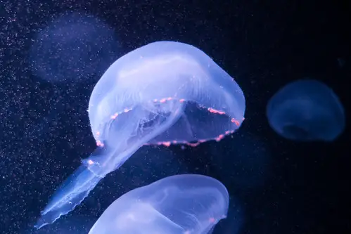 Jellyfish gestation