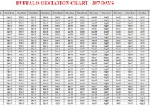 Buffalo Gestation Calculator & Chart
