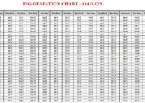 Pig Gestation Calculator & Chart