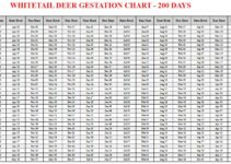 Whitetail Deer Gestation Calculator & Chart