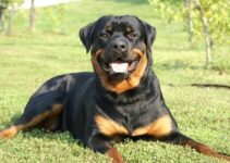 Rottweiler Gestation Calculator & Pregnancy Calendar