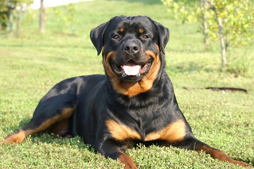 Rottweiler Gestation