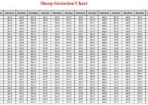 Sheep Gestation Calculator & Chart