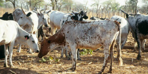 A Beginner’s Guide to Cattle Farming