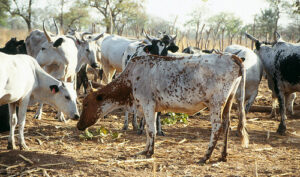 Cattle Farming Guide