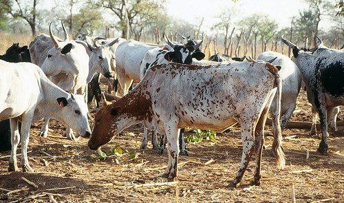 Cattle Farming Guide