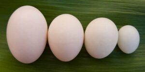 10 Factors That Affect Egg Size