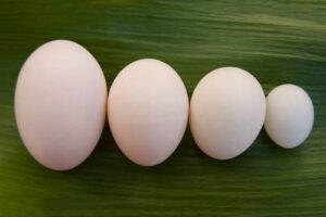 Egg sizes