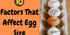 10 Factors That Affect Egg Size
