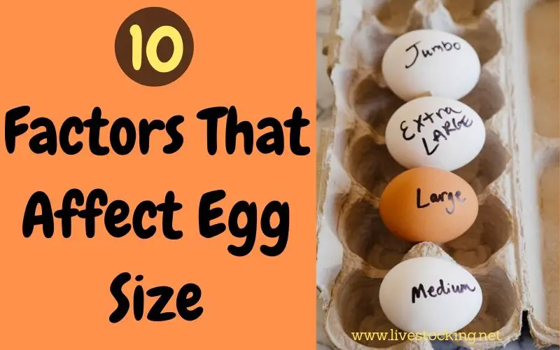 Factors That Affect Egg Size
