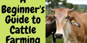 A Beginner’s Guide to Cattle Farming [Free Ebook Included]