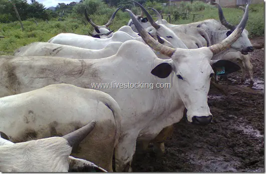 White fulani cattle