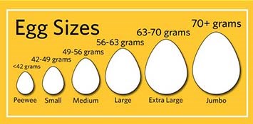 Types of Eggs