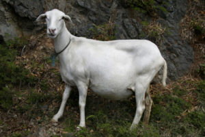 a pregnant sheep