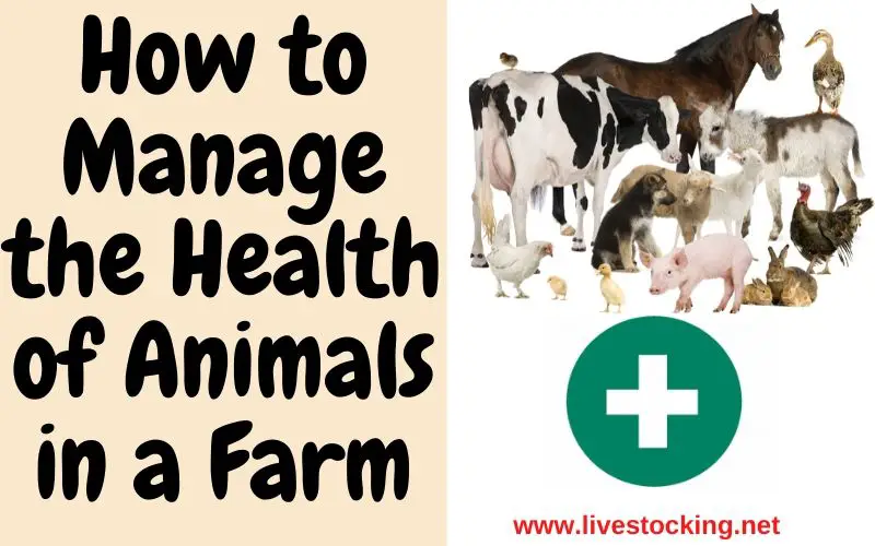 How to Manage the Health of Animals in a Farm
