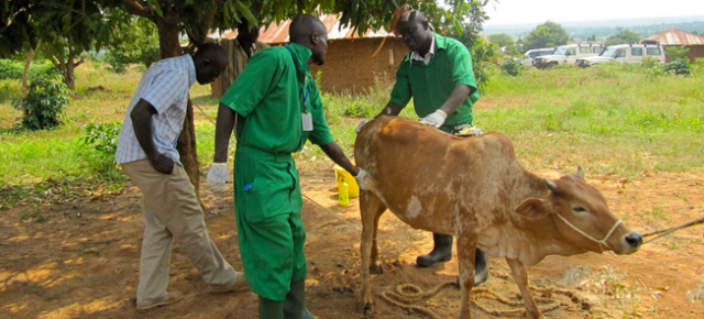 How to Manage the Health of Animals in a Farm - Livestocking