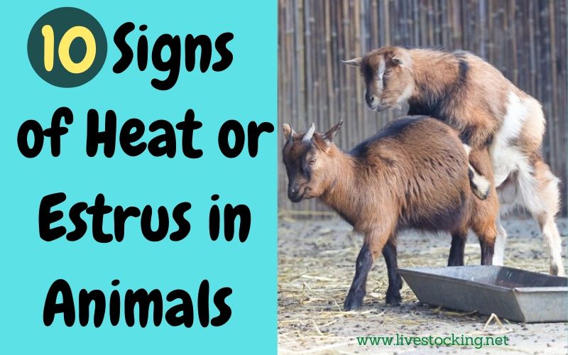 10 Signs of Heat You Should Know as a Livestock Farmer Livestocking
