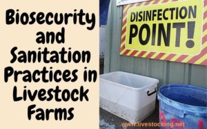 Biosecurity and Sanitation Practices in Livestock Farms