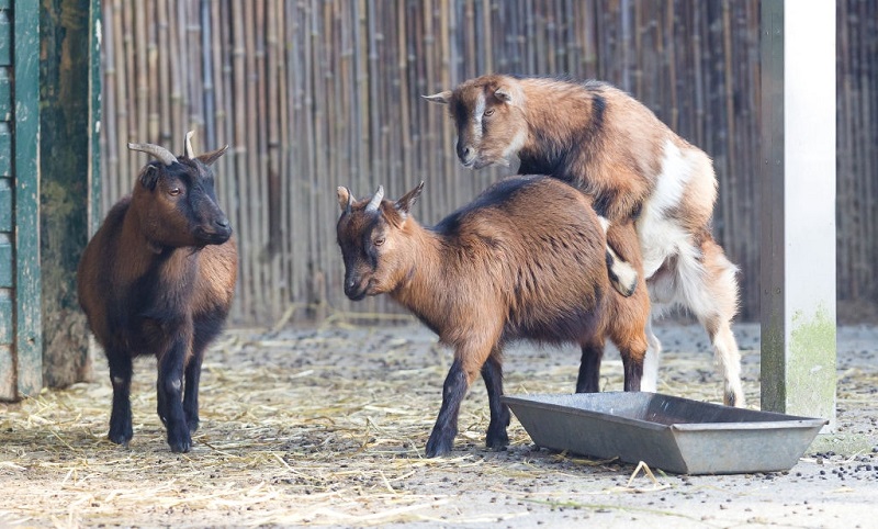 Goat Buck and Doe Mating