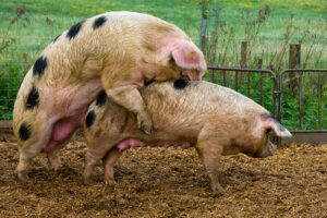 Mating pigs