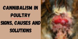 Cannibalism in Poultry: Signs, Causes and Solutions