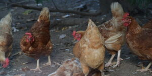 Cannibalism in Poultry: Signs, Causes and Solutions