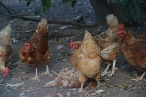 Cannibalism in poultry