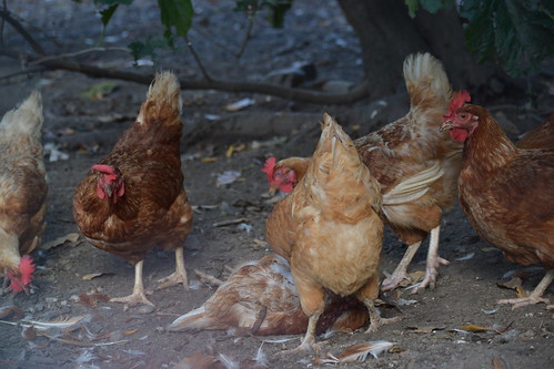 Cannibalism in poultry