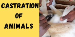 Castration of Animals: Merits and Methods