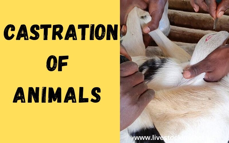 Castration Of Animals Merits And Methods