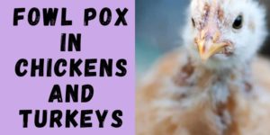 Fowl Pox in Chickens and Turkeys