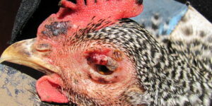 Fowl Pox in Chickens and Turkeys