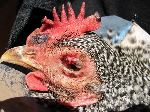Fowl pox in chickens