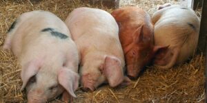 7 Ways to Manage Odors in Pig or Chicken Farms