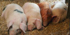 7 Best Methods or Systems of Identifying Farm Animals - Livestocking