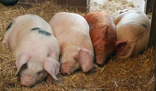 Pig farm odor management