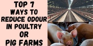 Top 7 Ways to Reduce Odour in Poultry or Pig Farms