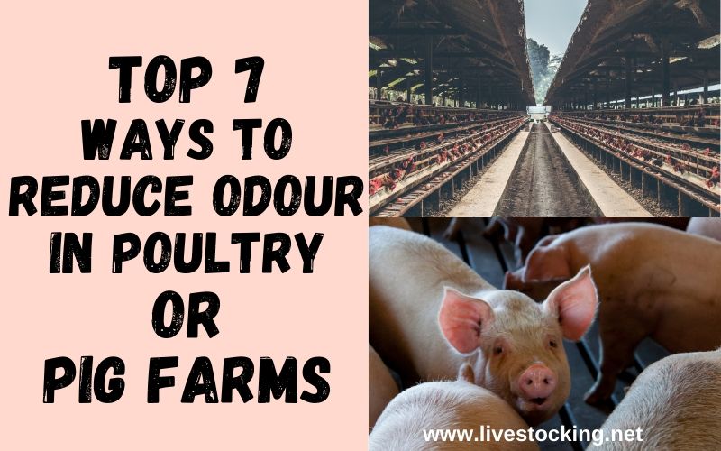 Top 7 Ways to Reduce Odour in Poultry or Pig Farms Livestocking