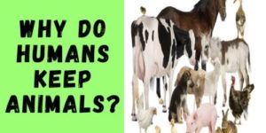 The Importance of Keeping Farm Animals