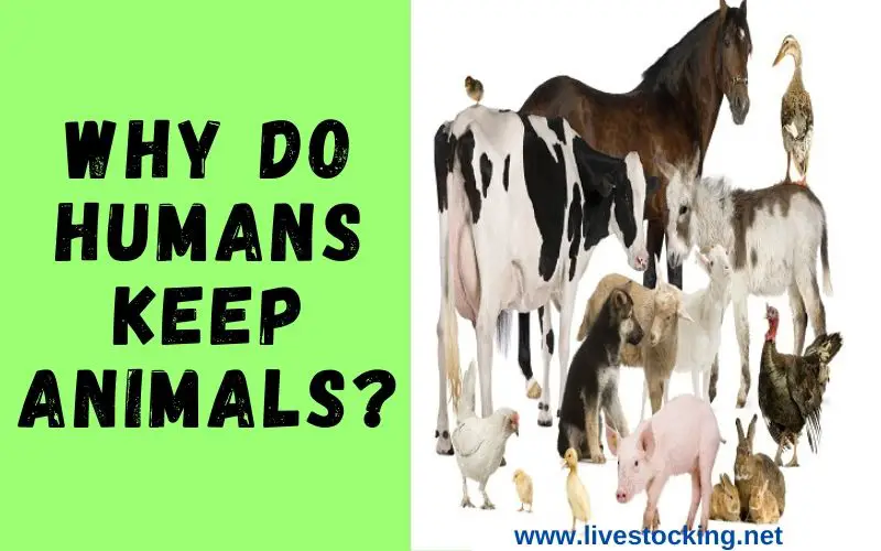 The reasons why humans keep animals