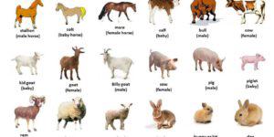 Livestock - Definition, Examples & Importance - Livestocking
