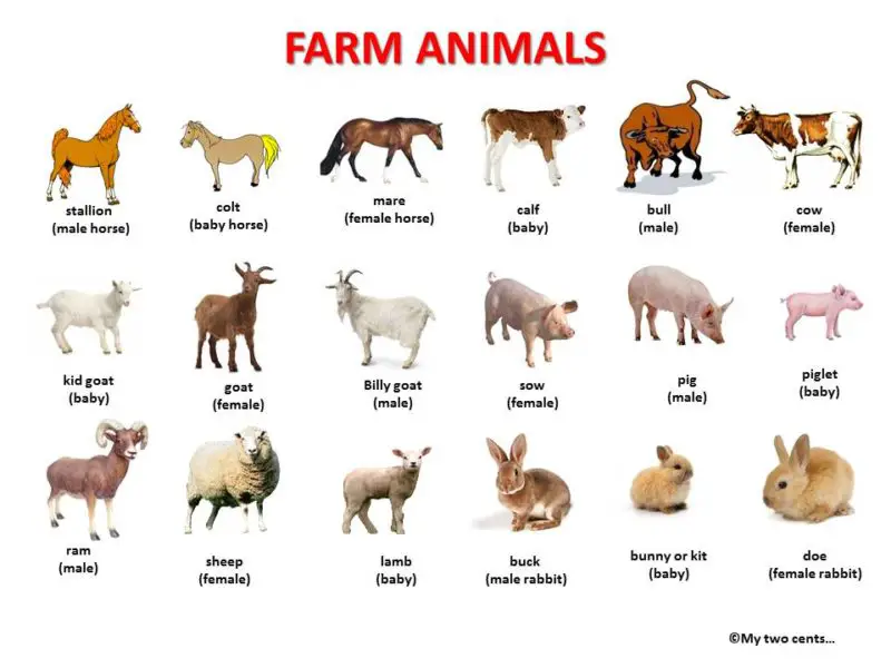 Farm Animals: Definition, Characteristics & Amazing Facts