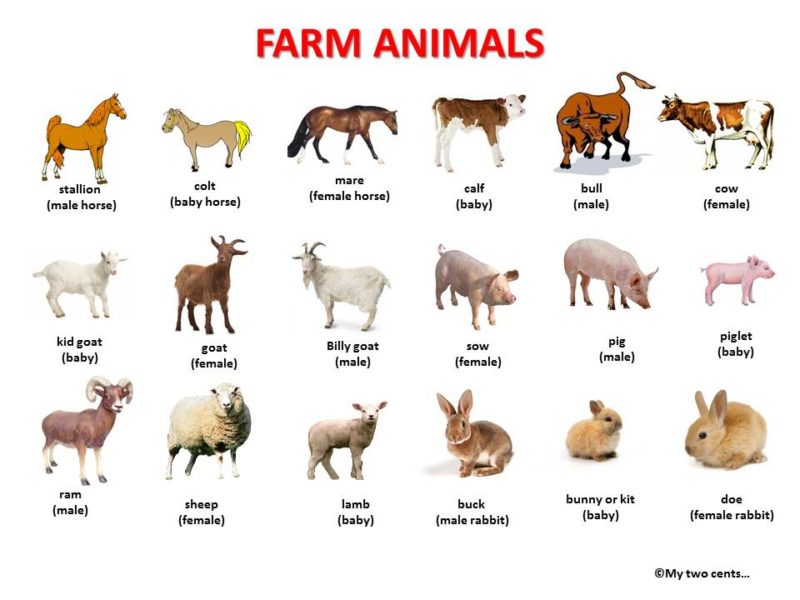 Farm Animals Definition Examples Facts