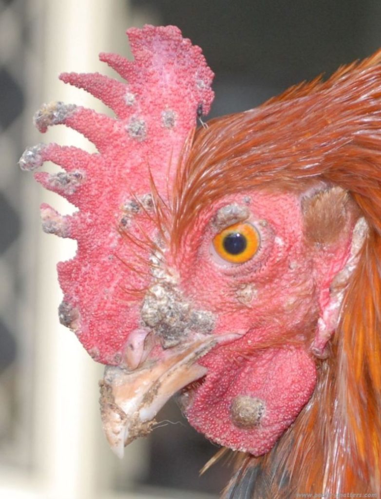 fowl pox in chicken